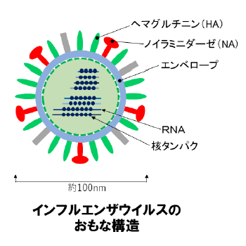topics_bacteria_virus_004.gif