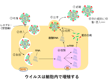 topics_bacteria_virus_006.gif